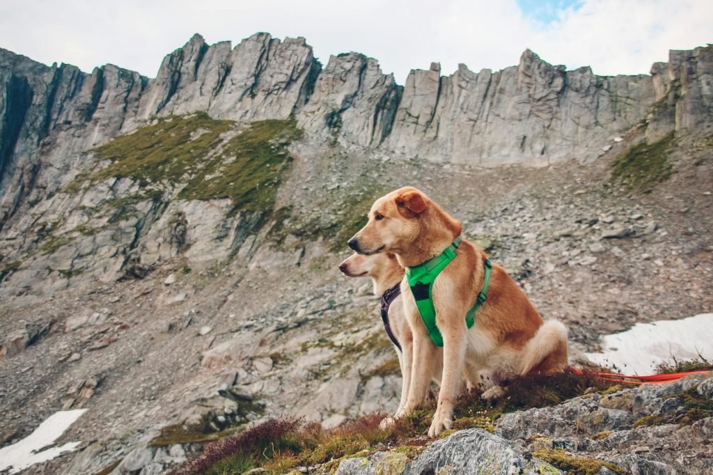Ruffwear - Expert Review & Guide